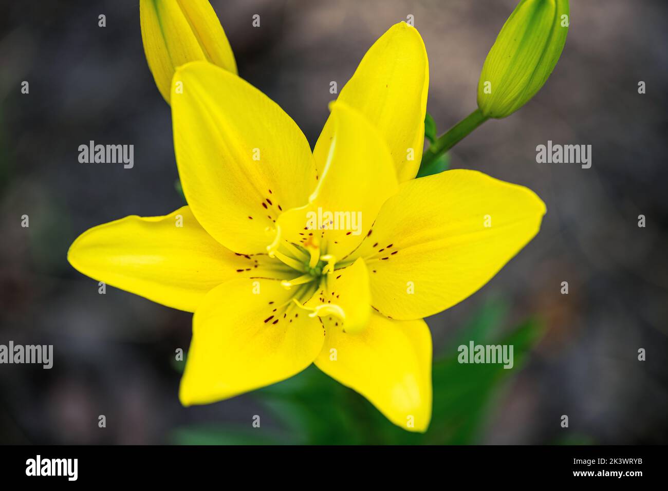 Lirios de pascua fotografías e imágenes de alta resolución - Página 10 -  Alamy