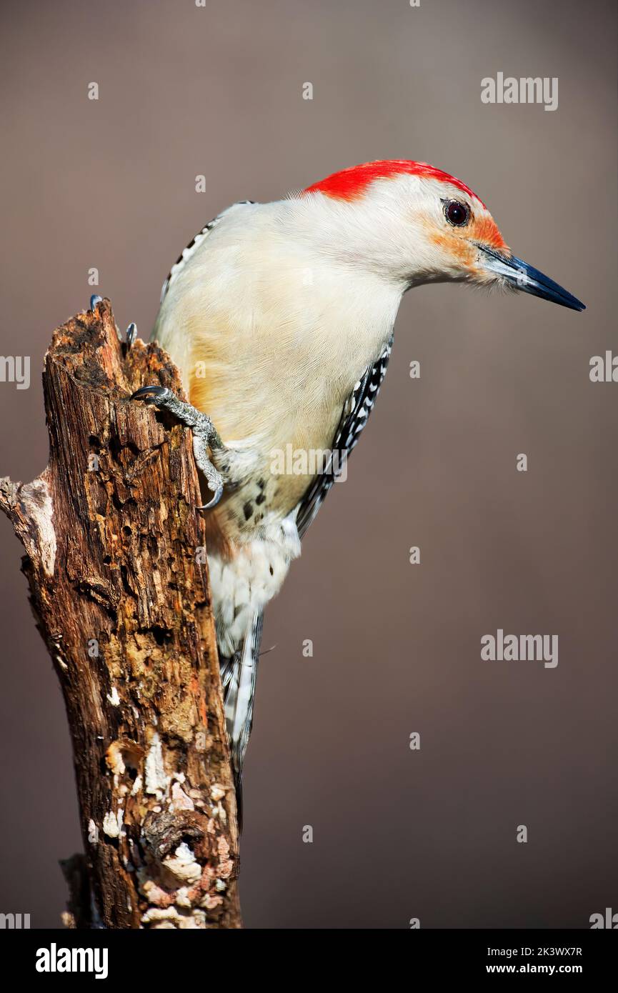 Primer plano de pájaro carpintero de vientre rojo Foto de stock