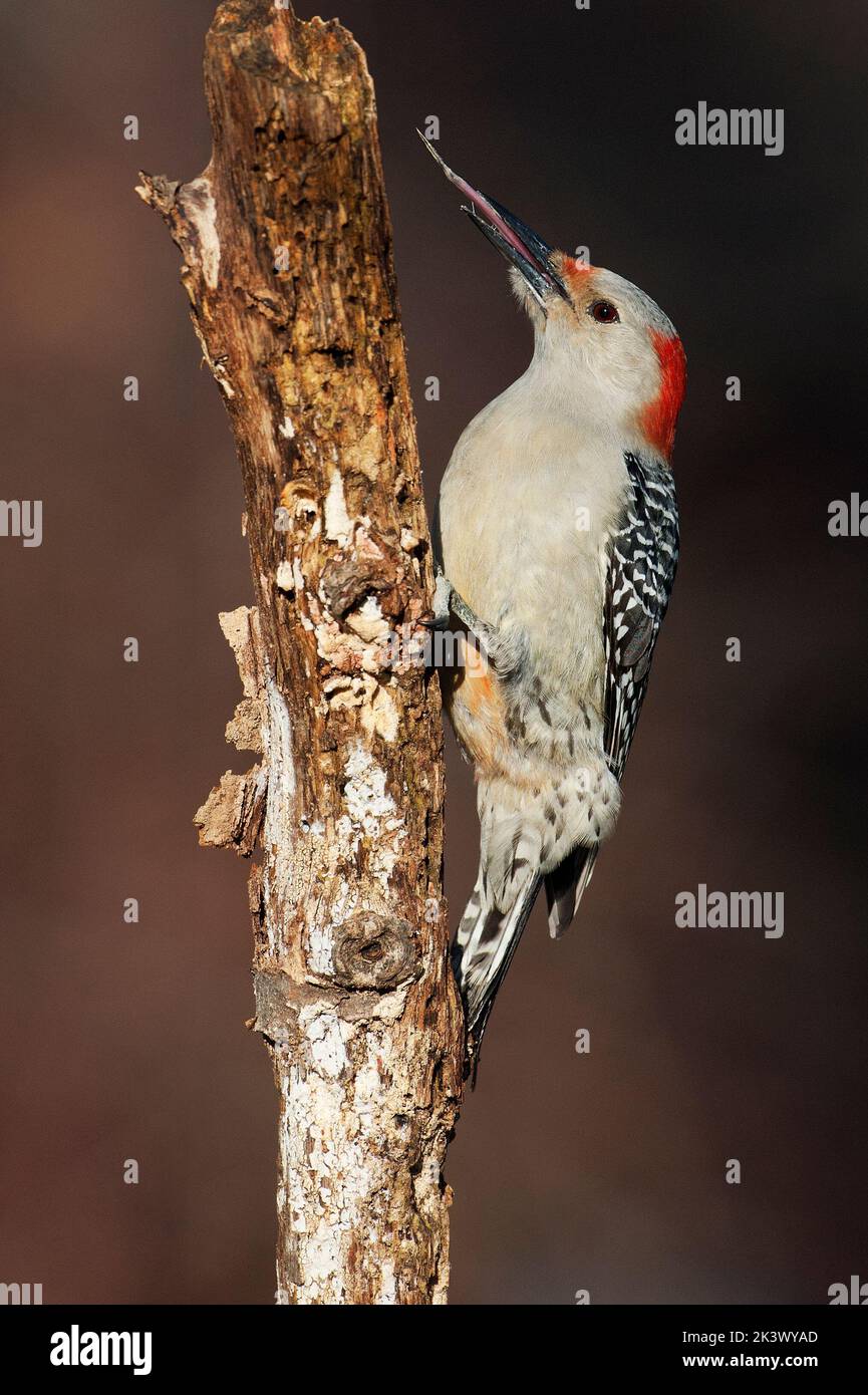 Primer plano de pájaro carpintero de vientre rojo usando lengua larga para extraer la presa Foto de stock