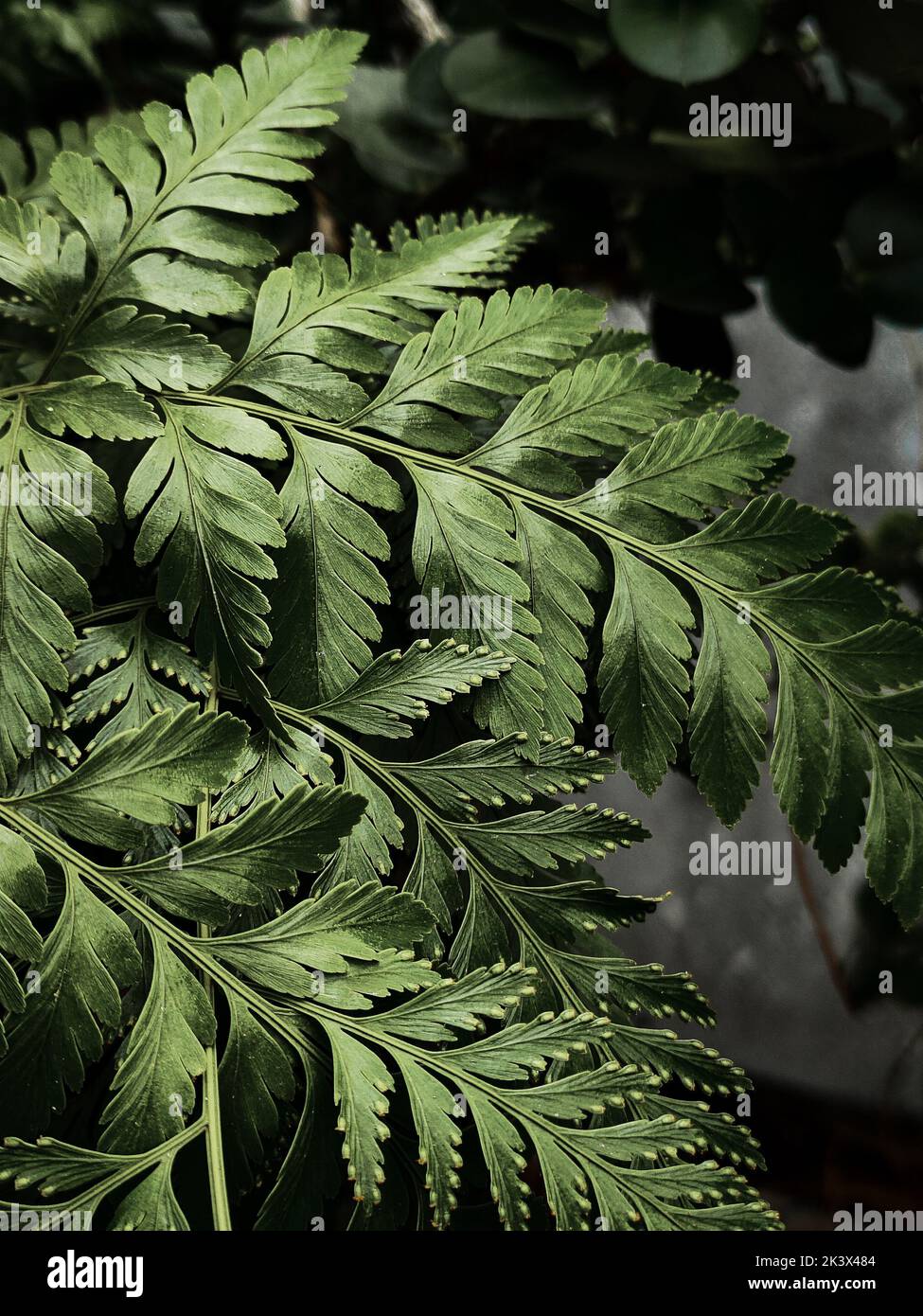 Un primer plano vertical de Polypodiophyta verde sale al aire libre Foto de stock