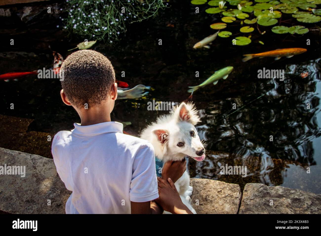 Joven negro con camisa blanca mirando a koi en la piscina y sosteniendo un perro blanco esponjoso mirando sobre el hombro a la cámara Foto de stock