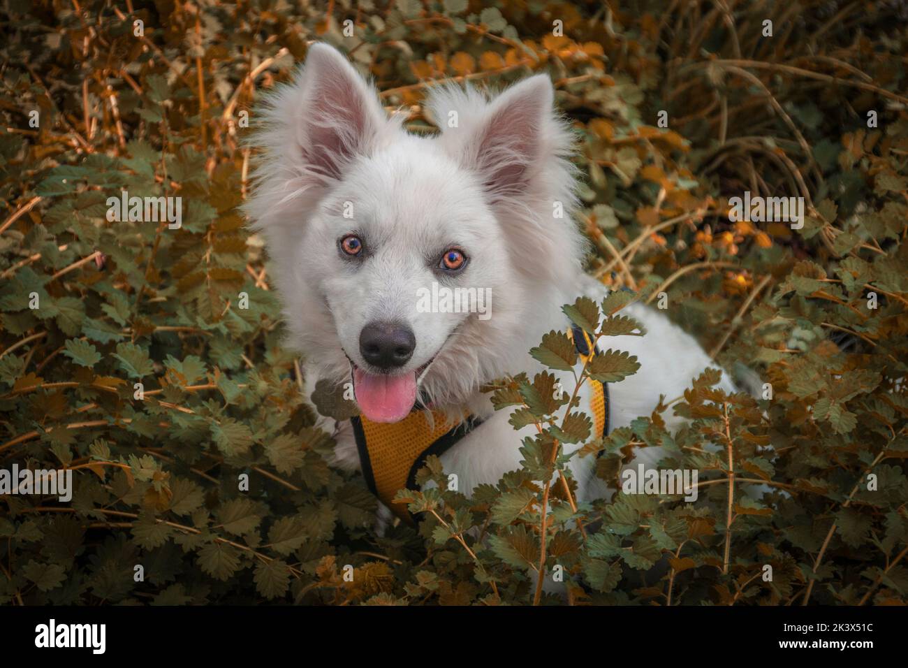 Perro blanco de Halloween con ojos anaranjados sentado en medio de plantas anaranjadas y verdes coloridas mirando la pantalla- cachorro de esquimal americano Foto de stock