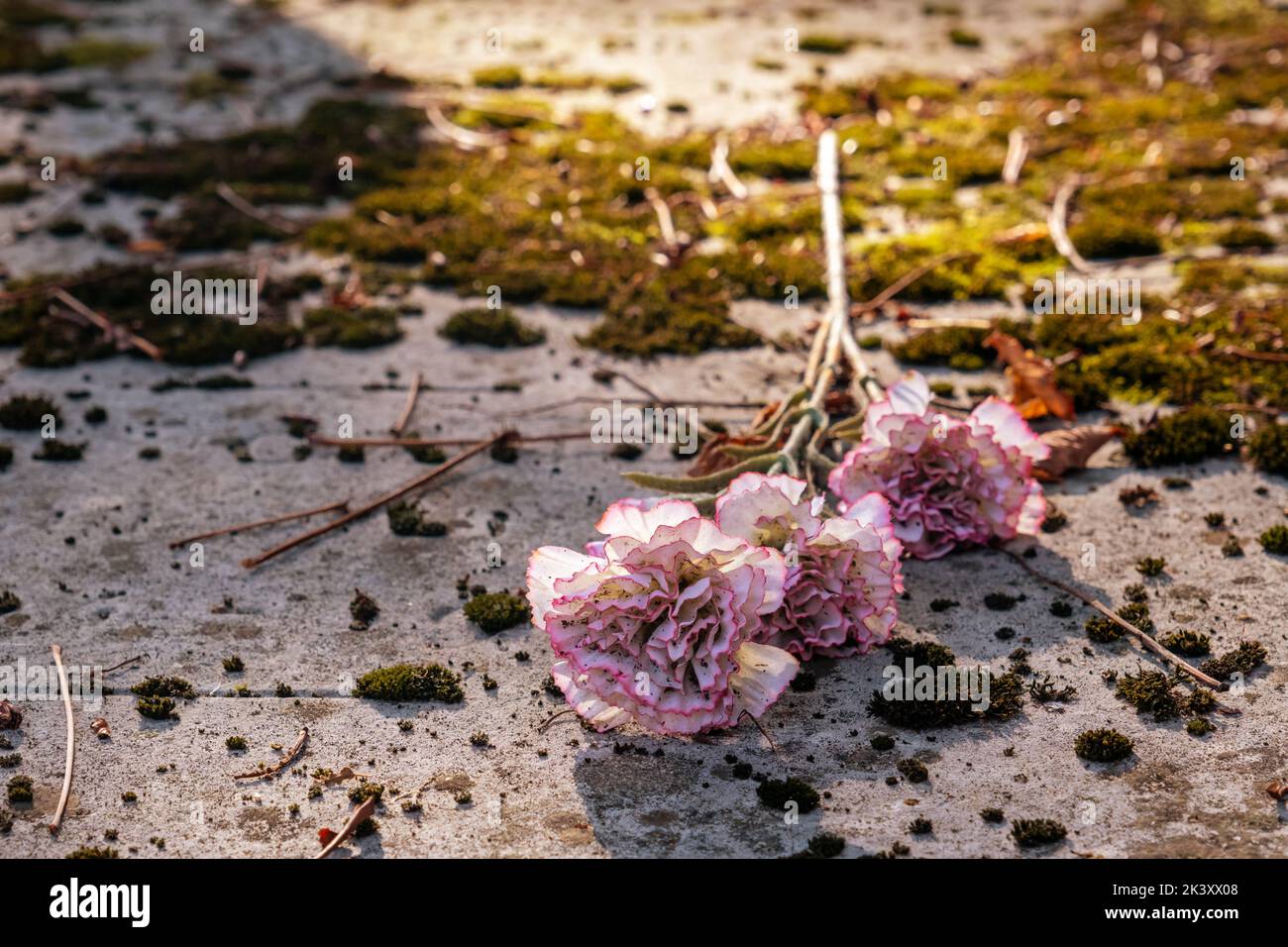 Flores rosadas en una lápida en el cementerio Pere-Lachaise en París, Francia Foto de stock