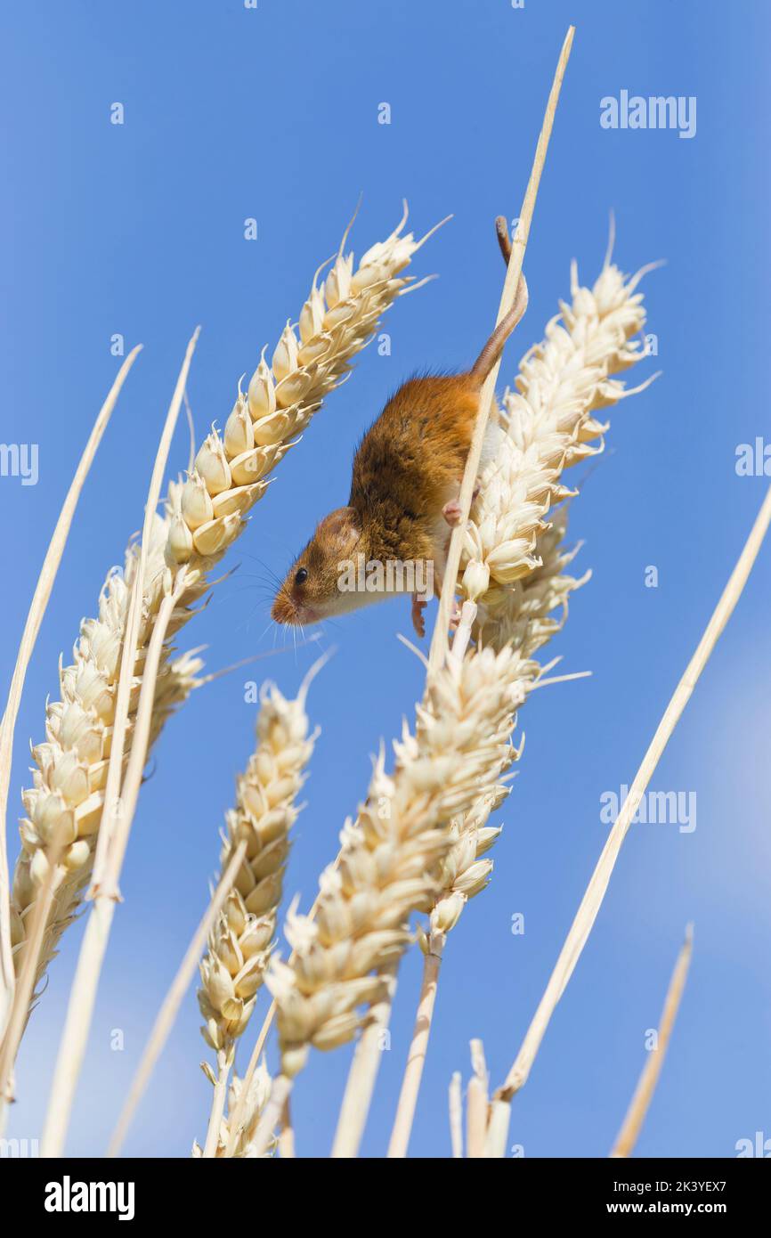 Ratón de cosecha Micromys minutus, adulto parado en tallos de trigo, Suffolk, Inglaterra, septiembre, condiciones controladas Foto de stock