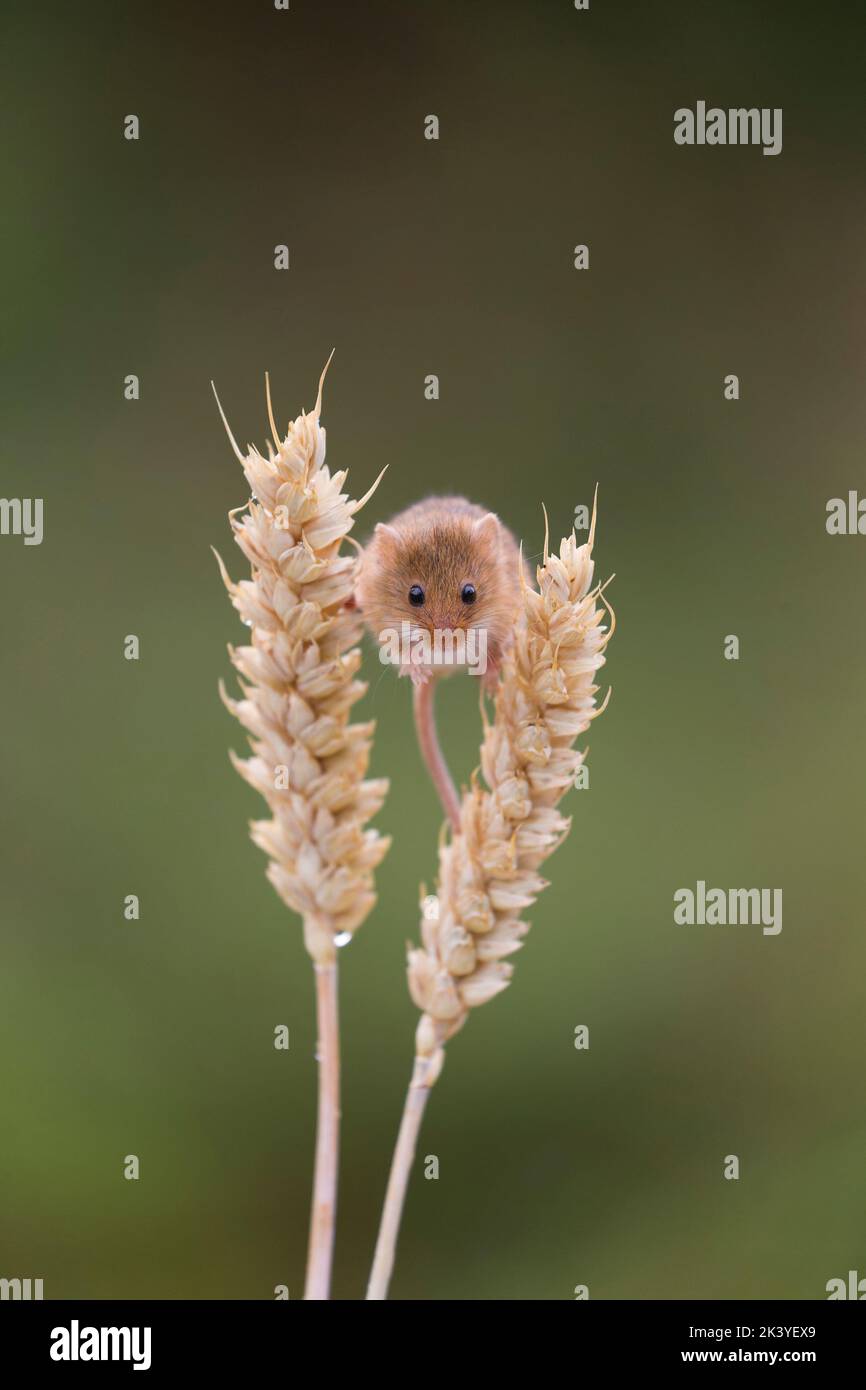 Ratón de cosecha Micromys minutus, adulto parado en tallos de trigo, Suffolk, Inglaterra, septiembre, condiciones controladas Foto de stock