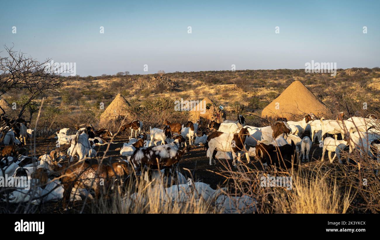 Pueblo Himba al amanecer cerca de Kamanjab en Namibia, África. Foto de stock