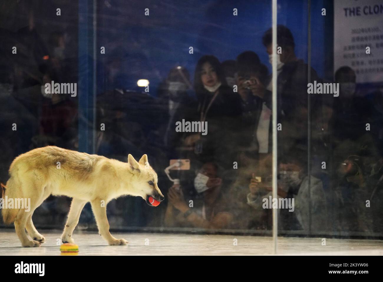 (220929) -- HARBIN, 29 de septiembre de 2022 (Xinhua) -- Foto tomada el 28 de septiembre de 2022 muestra un lobo ártico clonado en Harbin Polarland, Harbin, capital de la provincia de Heilongjiang, en el noreste de China. Un lobo ártico clonado se reunió con el público en Harbin Polarland, en la provincia de Heilongjiang en el noreste de China últimamente. Su célula donante vino de las muestras de piel de un lobo ártico salvaje llamado Maya, quien había sido introducido desde Canadá a Harbin Polarland. Su ovocito era de una perra en estro y su madre sustituta era una beagle. Ahora el cachorro de lobo está en buenas condiciones de salud y vive con su madre substituta en Har Foto de stock