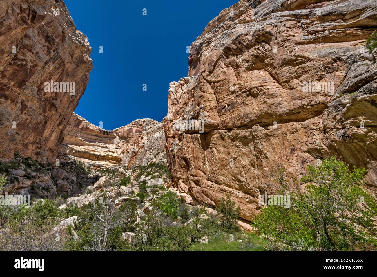 Box Canyon, cerca de la cabaña Josie Morris, la formación Weber de arenisca, el Monumento Nacional de los Dinosaurios, Utah, EE.UU Foto de stock