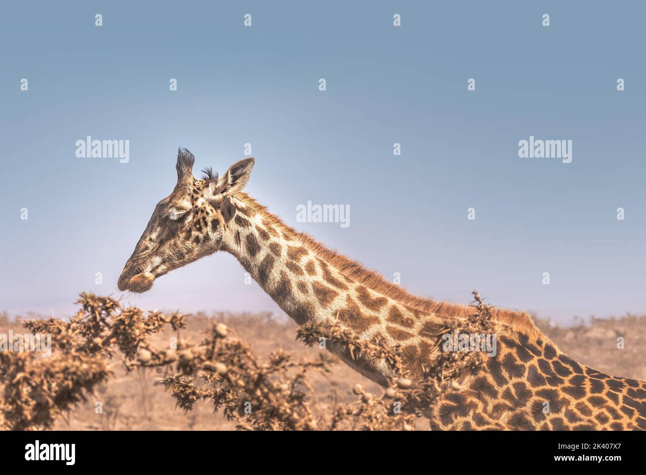 Una jirafa pastando en el cráter Ngororo, Tanzania Foto de stock