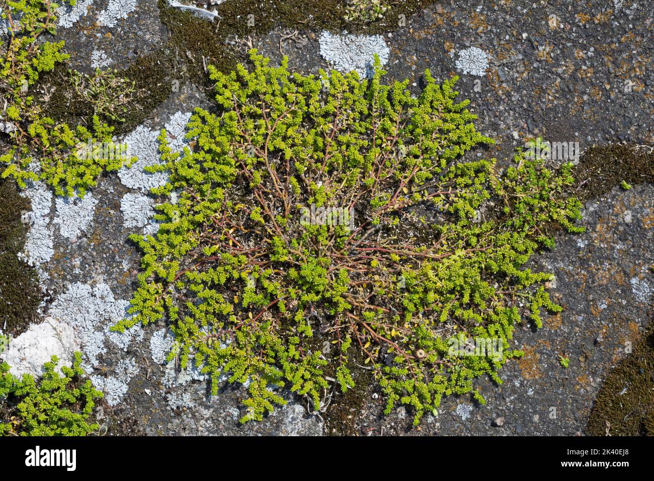 Rupturewort liso, burstwort liso (Herniaria glabra), creciendo en un pavimento, Alemania Foto de stock