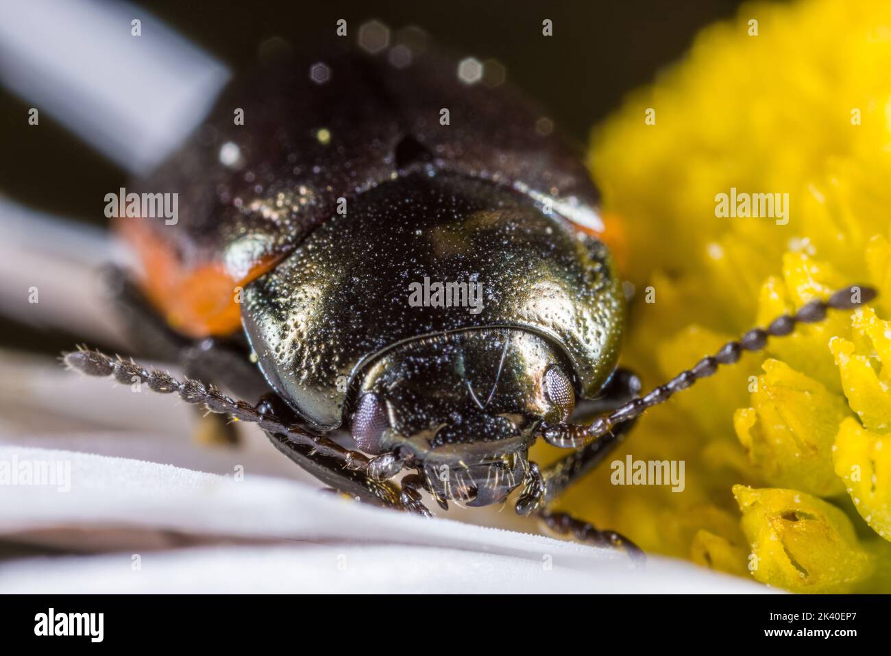 El escarabajo de hoja (Chrysolina marginata), se asienta sobre una flor, retrato, Alemania Foto de stock