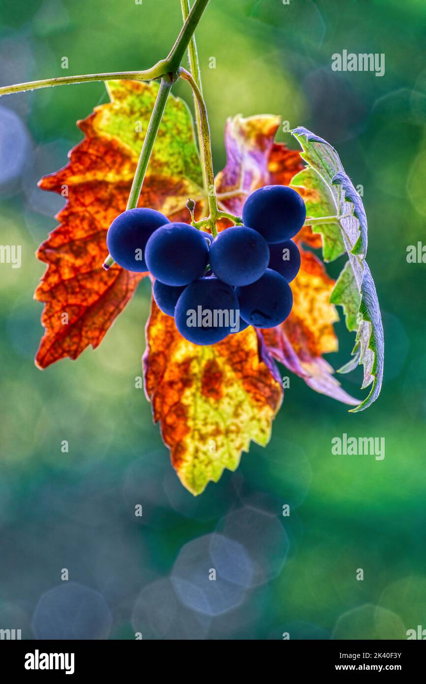 Vid, vid (Vitis vinifera), uva negro-azul frente a una hoja de otoño, Alemania Foto de stock