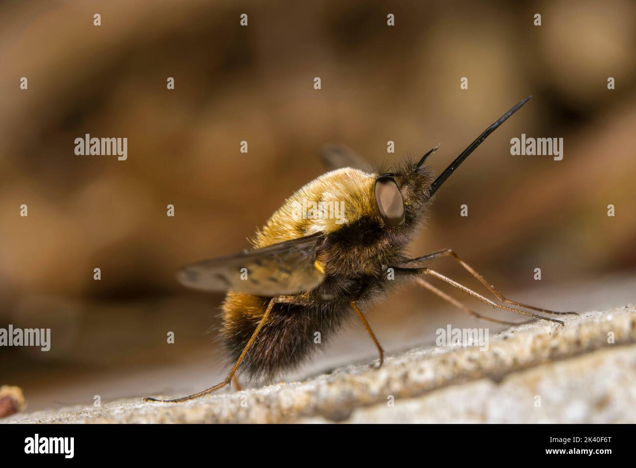Mosca punteada de la abeja (Bombylius discolor), se asienta sobre madera muerta, Alemania Foto de stock