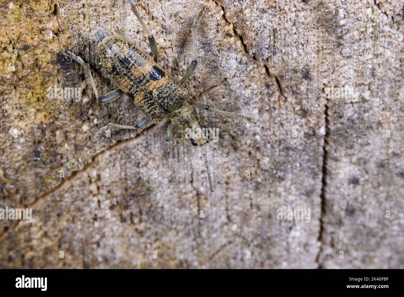 Los alicates Blackspotted soportan el escarabajo, el escarabajo del longhorn de roble (Rhagium mordax), bien camuflado en madera muerta, Alemania Foto de stock