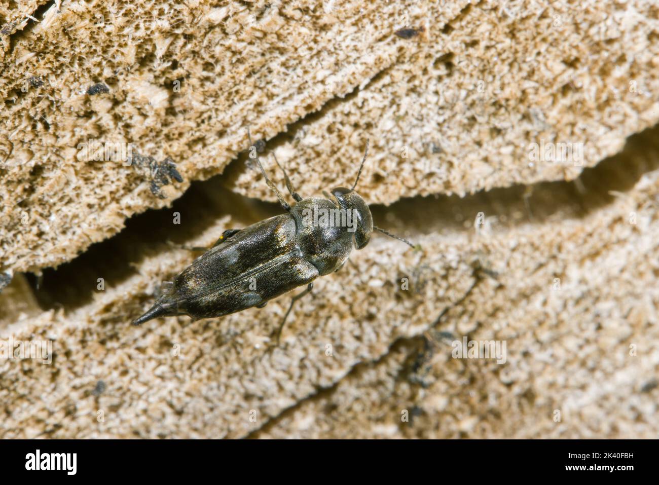 El escarabajo de la flor (Tomoxia bucephala, Tomoxia biguttata), se asienta en madera muerta, Alemania Foto de stock
