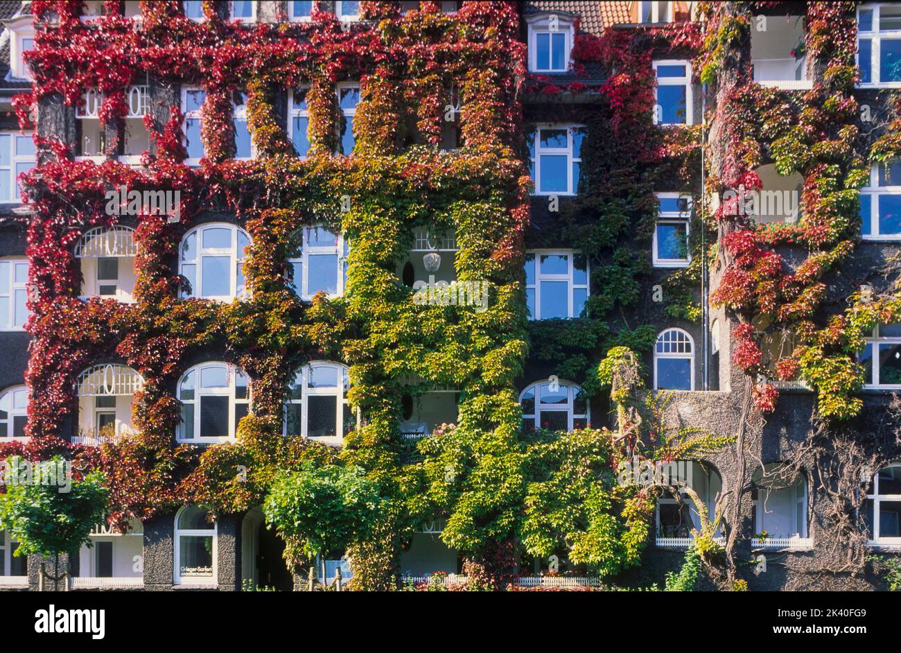 Hiedra de Boston, enredadera japonesa (Parthenocissus tricuspidata), escalada en una fachada, Alemania Foto de stock