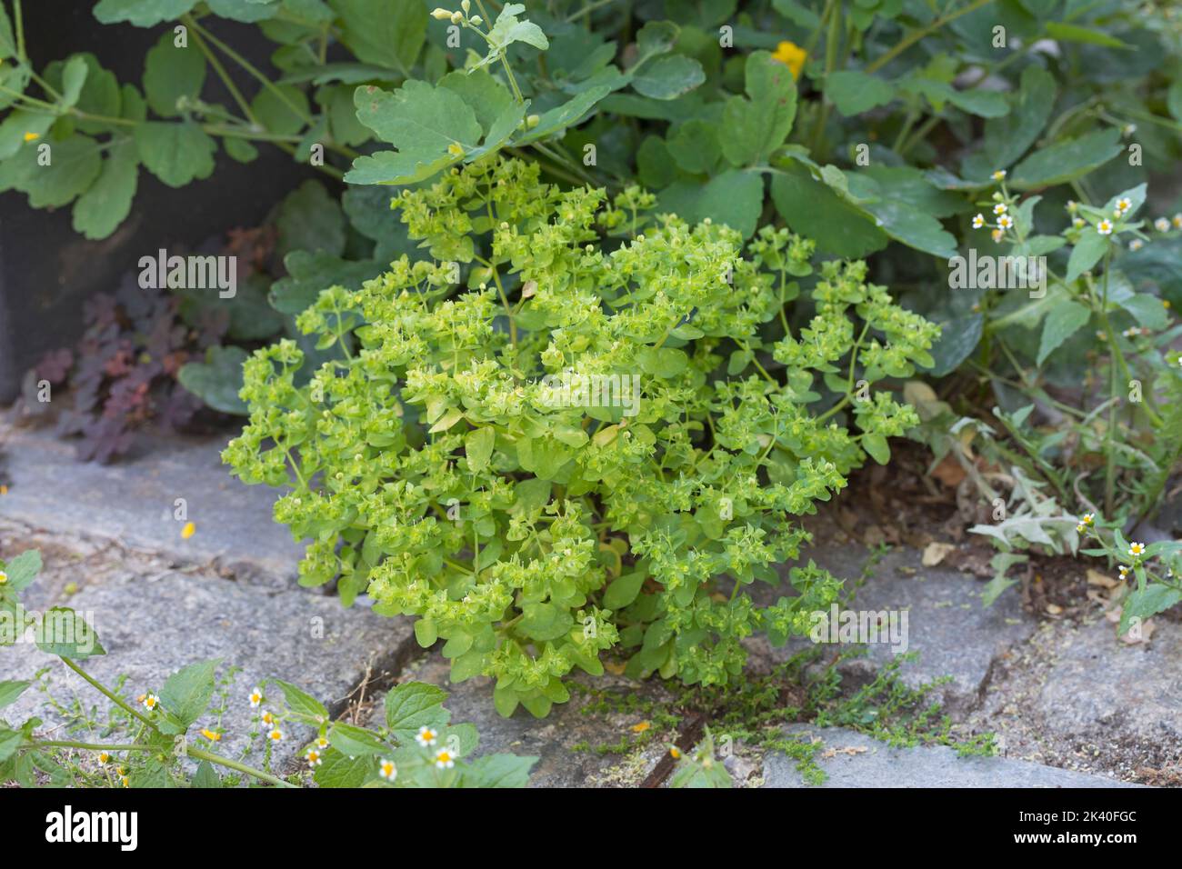 Mezquino (Euphorbia peplus), en un pavimento, Alemania Foto de stock