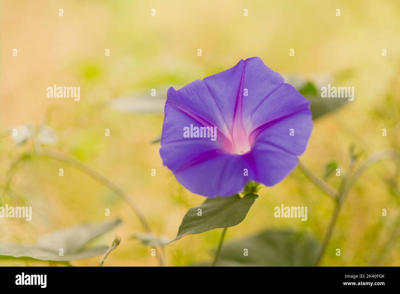 Gloria común de la mañana, gloria alta de la mañana (Ipomoea purpurea), flor Foto de stock