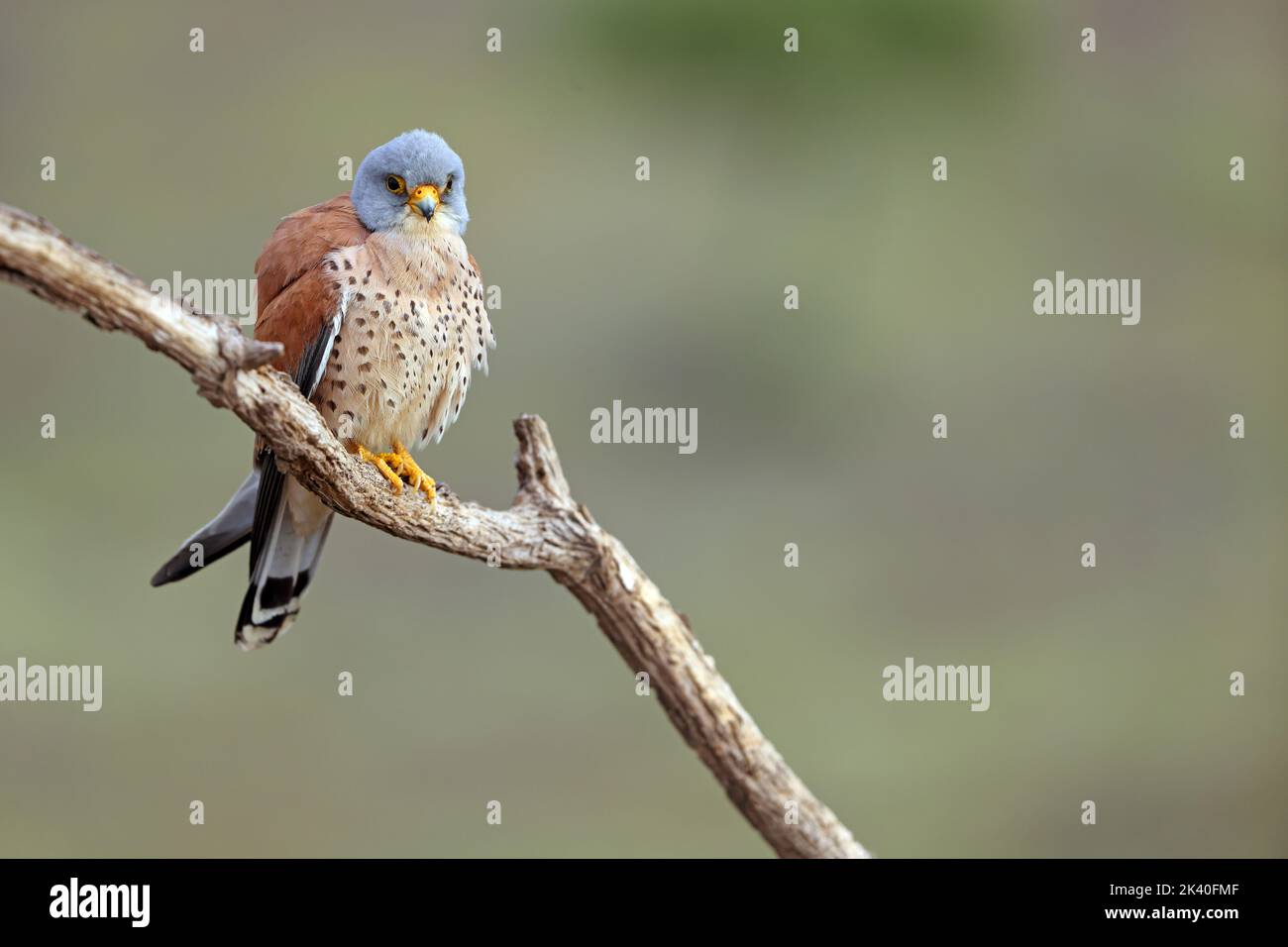 Kestrel menor (Falco naumanni), macho encaramado en una rama, España, Extremadura Foto de stock
