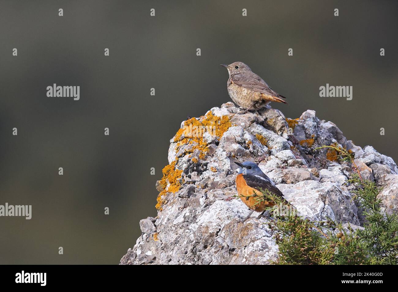 Tordo de rock de montaña, Rush de rock de cola rufous (Monticola saxatilis), pareja encaramada en una roca, España, Aragón, Ayerbe Foto de stock