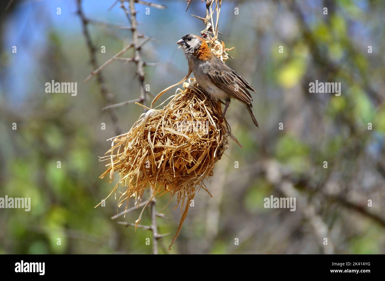 Tejedor de frente moteado (Sporopipes frontalis) construyendo nido. Tanzania Foto de stock