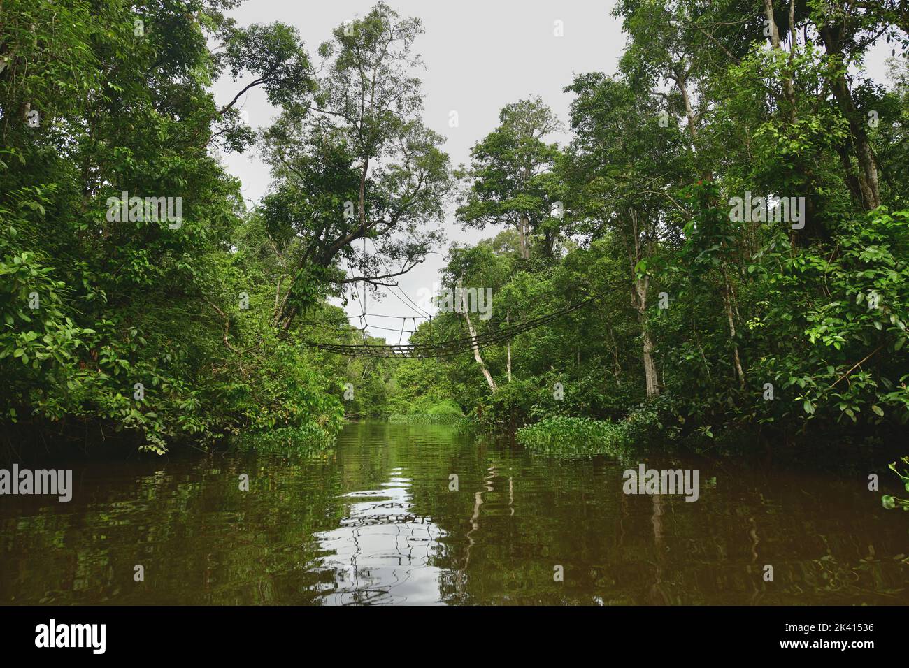 Puente colgante sobre el río Menungal para proteger a los orangutanes y ayudarles a cruzar el río Kinabatangan, Borneo, Malasia Foto de stock