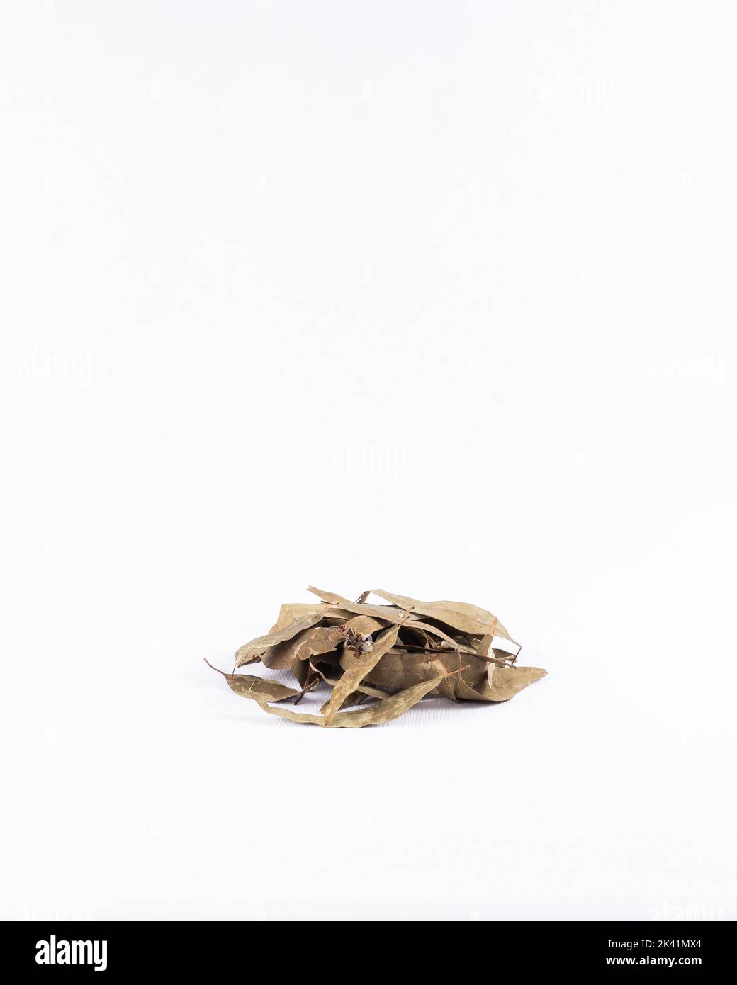 Hojas secas de eucalipto sobre fondo blanco. Hojas de eucalipto para preparar té de hierbas