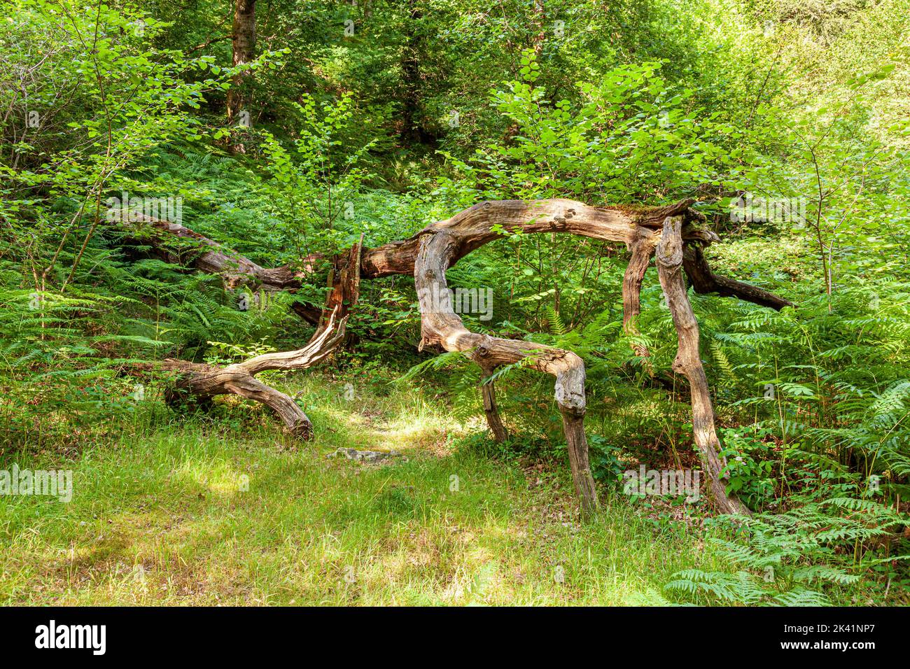 Madera muerta ennegrecida en Horner Wood NNR cerca de Stoke Pero en el Parque Nacional Exmoor, Somerset UK. La Canopy Verde de la Reina - Esta es una de las 70 antiguas maderas Foto de stock