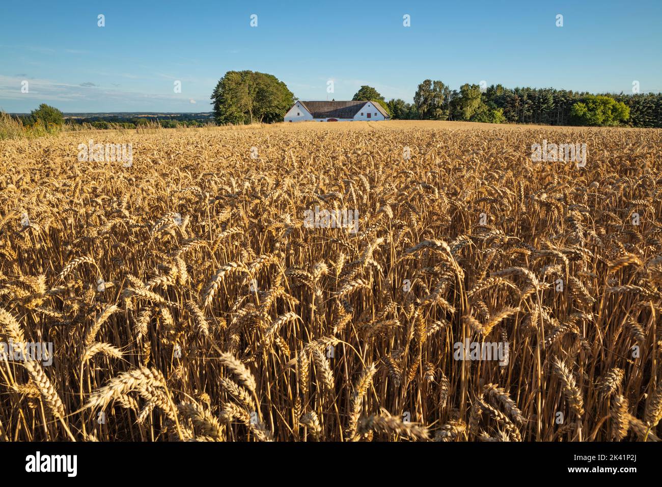 Campo de trigo dorado con granero danés en el fondo en la tarde soleada, Munkerup, Zelanda, Dinamarca, Europa Foto de stock