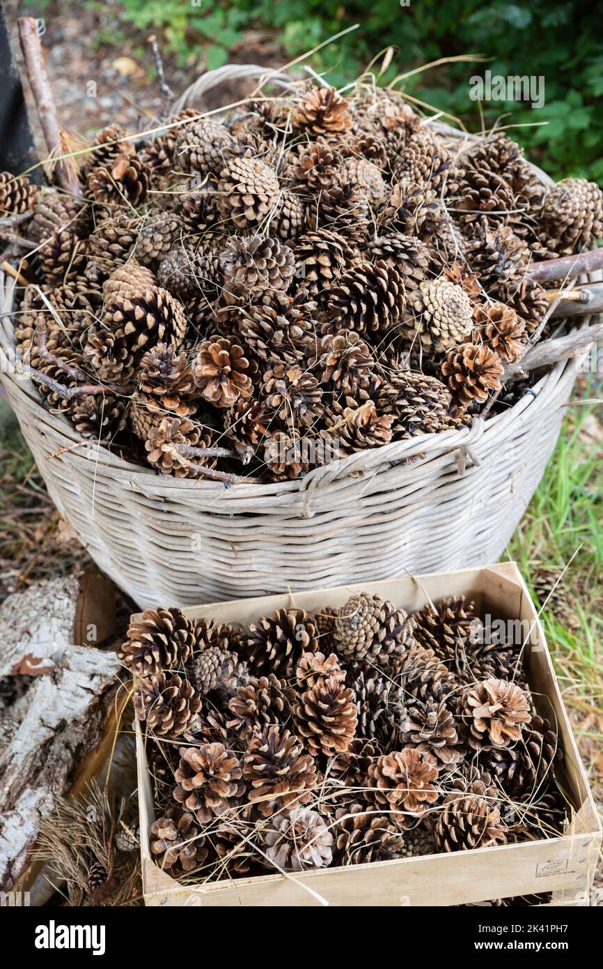 Los conos de pino en cesta de mimbre Foto de stock