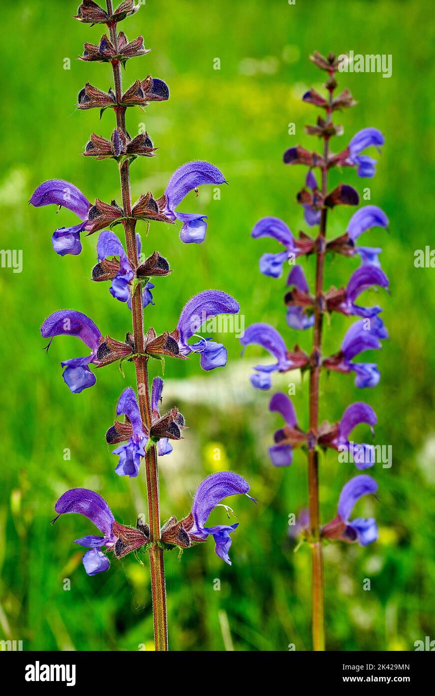 Salvia pratensis; Lamiaceae; flor silvestre; hierba perenne; flor violeta  Fotografía de stock - Alamy