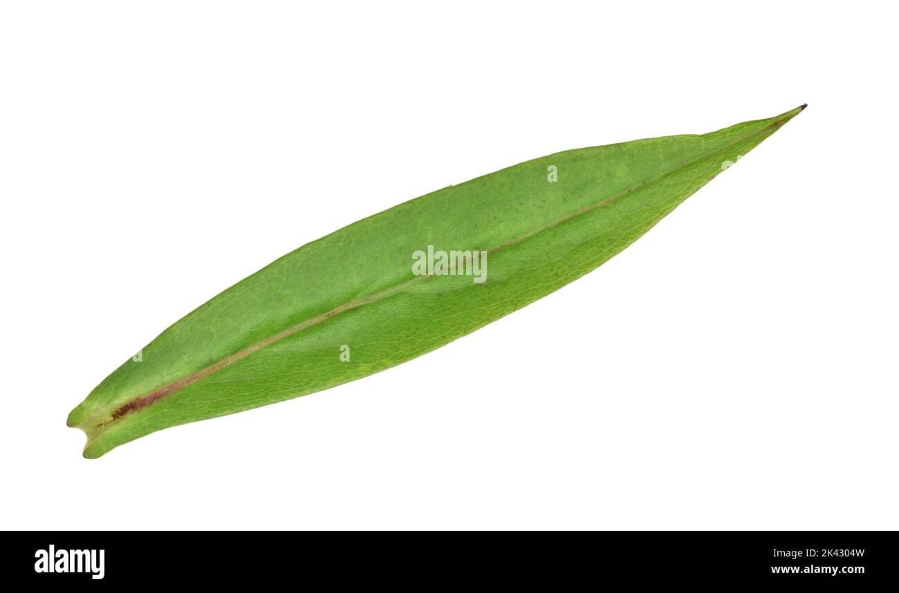 Michaelmas-margarita común - Symphytotrichum x salignus Foto de stock