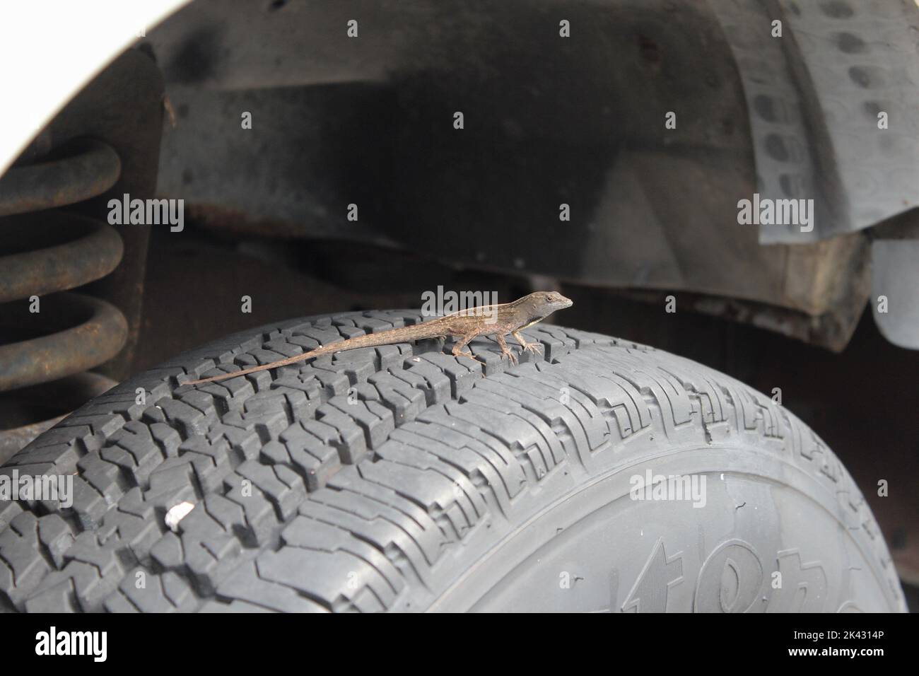 Primer plano del neumático RV Foto de stock