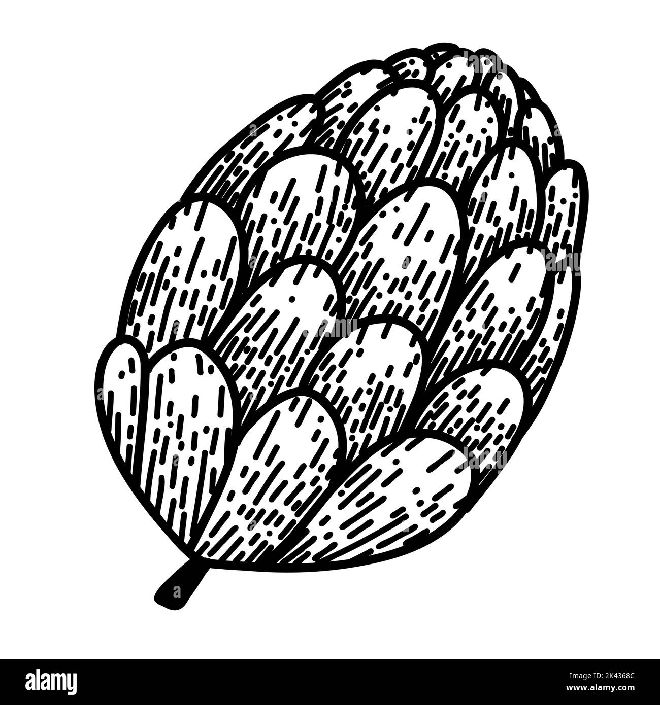 Cono de pino en caricatura estilo garabato sobre fondo blanco. Dibujo