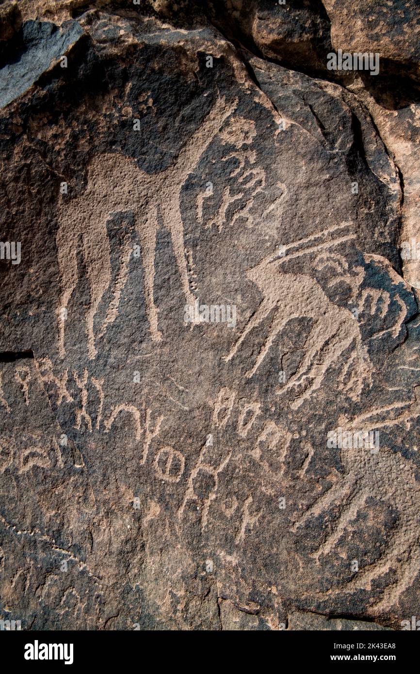 Camello y dos ibex con inscripción thamudic 1000BC Jubba Arabia Saudita Foto de stock