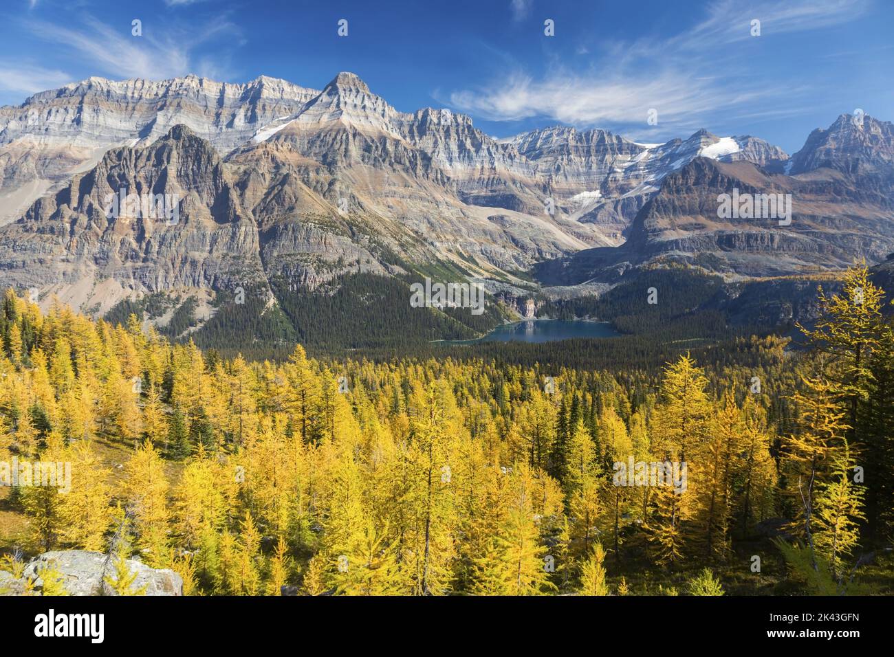 Bosque de alerces amarillo dorado y picos canadienses de las Montañas Rocosas. Paisaje escénico del otoño Ver la cuenca alpina del lago O'Hara, Parque Nacional Yoho BC Canadá Foto de stock