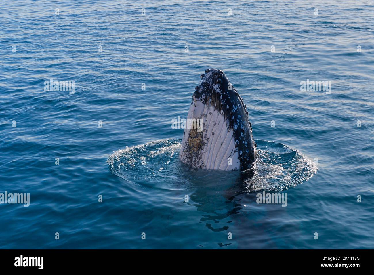 Ballena jorobada en aguas cristalinas