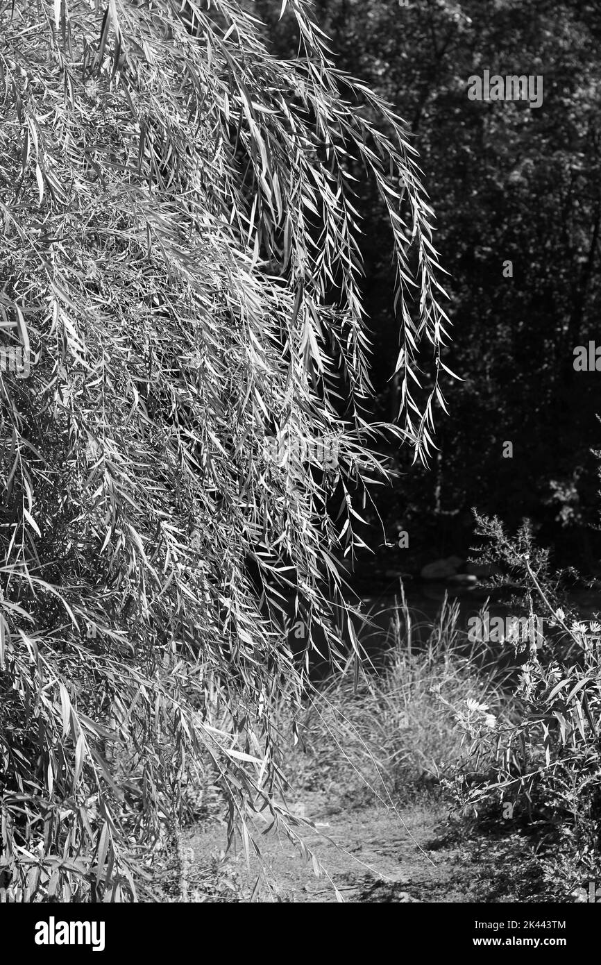 Árbol de sauce llorón que crece a lo largo de la costa bajo el