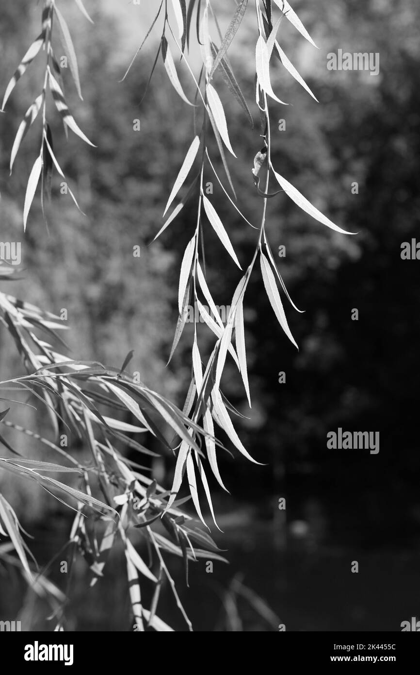 Árbol de sauce llorón que crece a lo largo de la costa bajo el