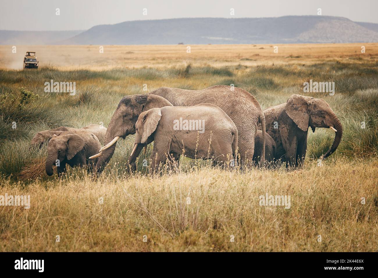 Una manada de elefantes en el Parque Nacional Serengeti, Tanzania Foto de stock