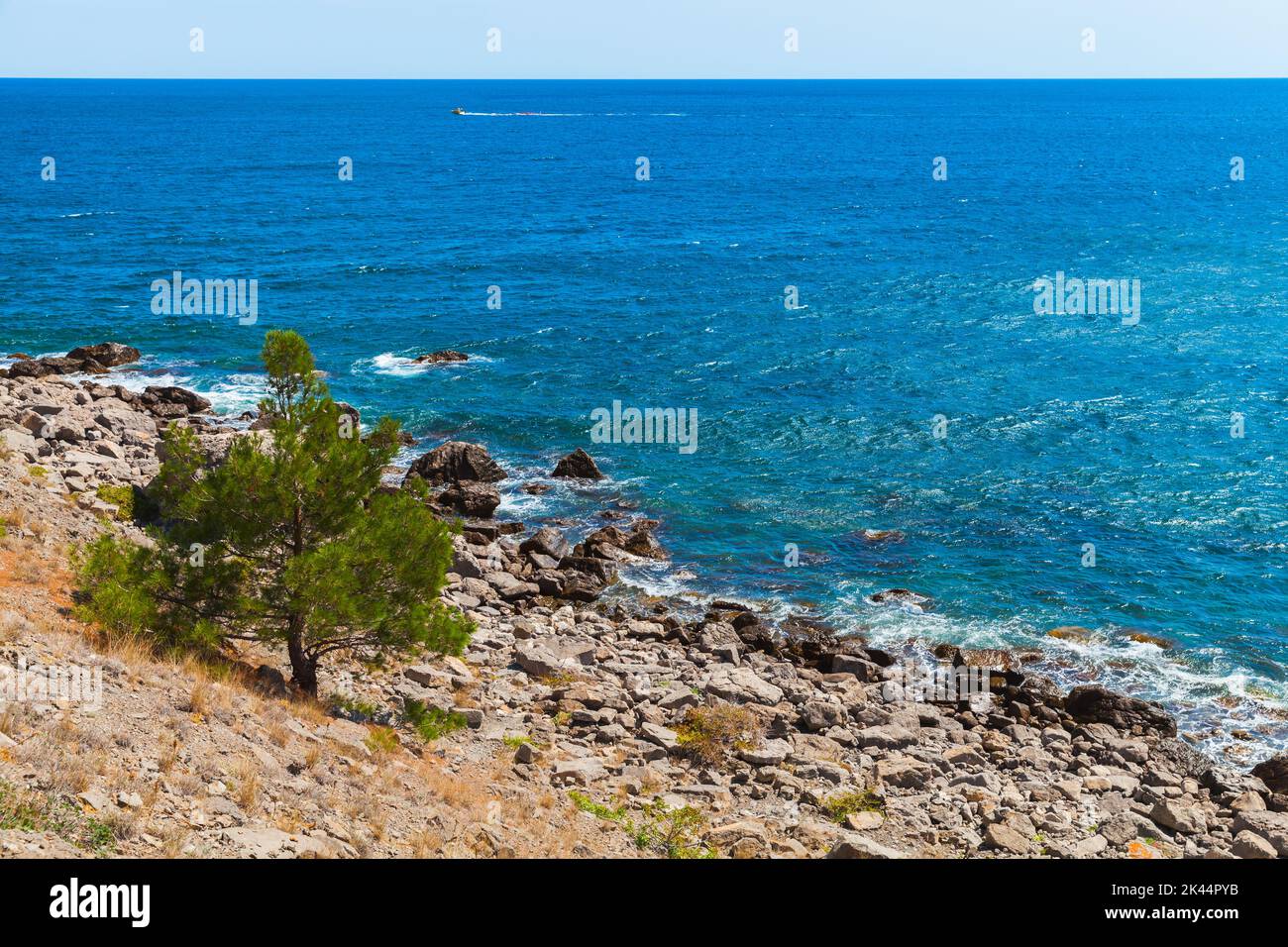 Verano Paisaje de Crimea. Pequeño pino crece en la rocosa costa del Mar Negro. Novyi Svit, municipio de Sudak, Crimea Foto de stock