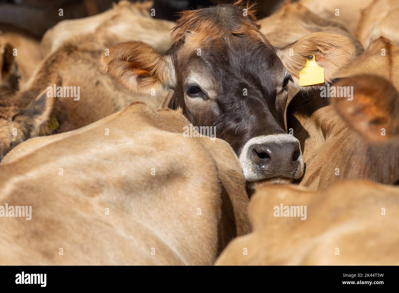 Una vaca jersey que descansa su cabeza en la parte posterior de otra vaca Foto de stock