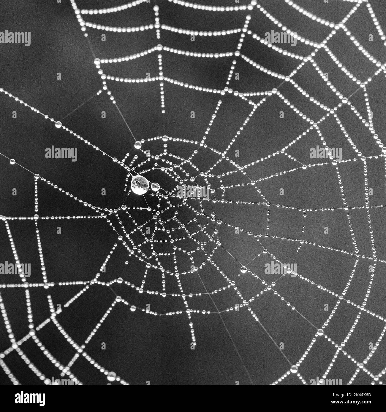 Gotas de rocío recogidas en una red de arañas brillando a primera hora