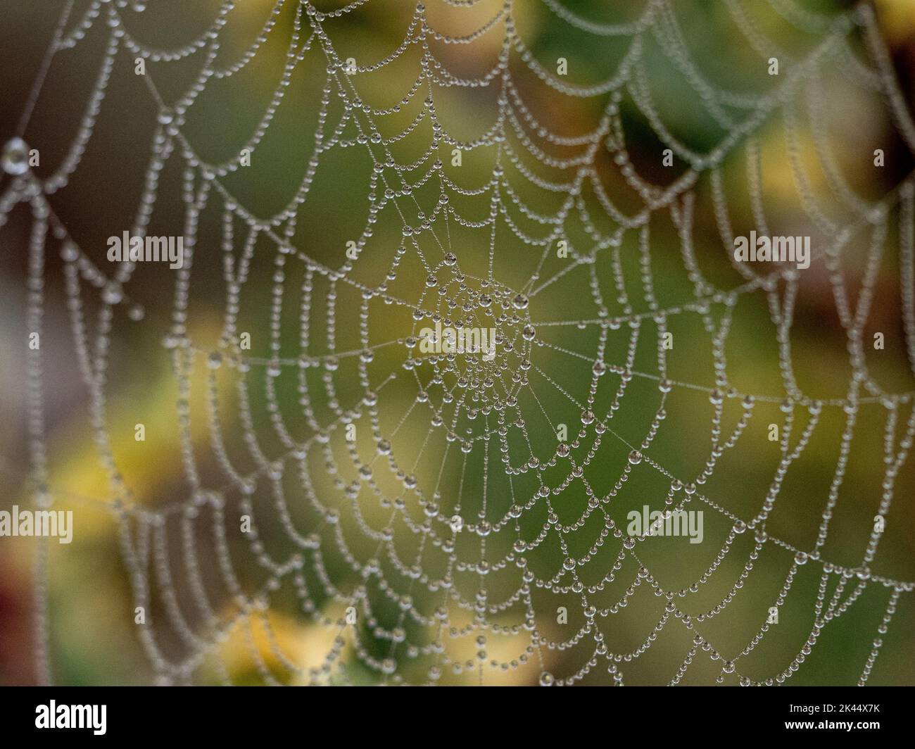 Gotas de rocío recogidas en una red de arañas brillando a primera hora de la mañana Foto de stock