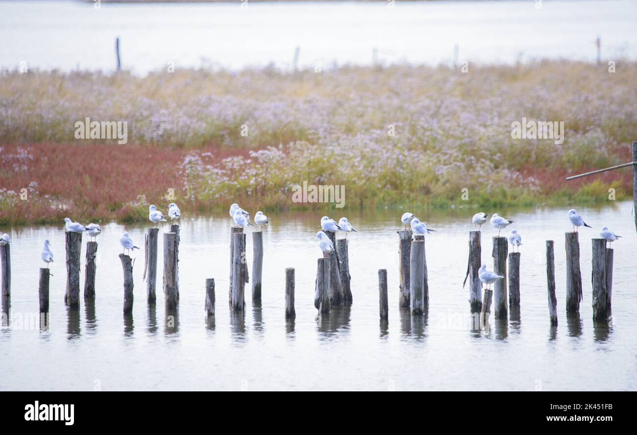 Gaviotas sobre pilotes en la Laguna de Venecia -localidad de Taglio del Sile Foto de stock