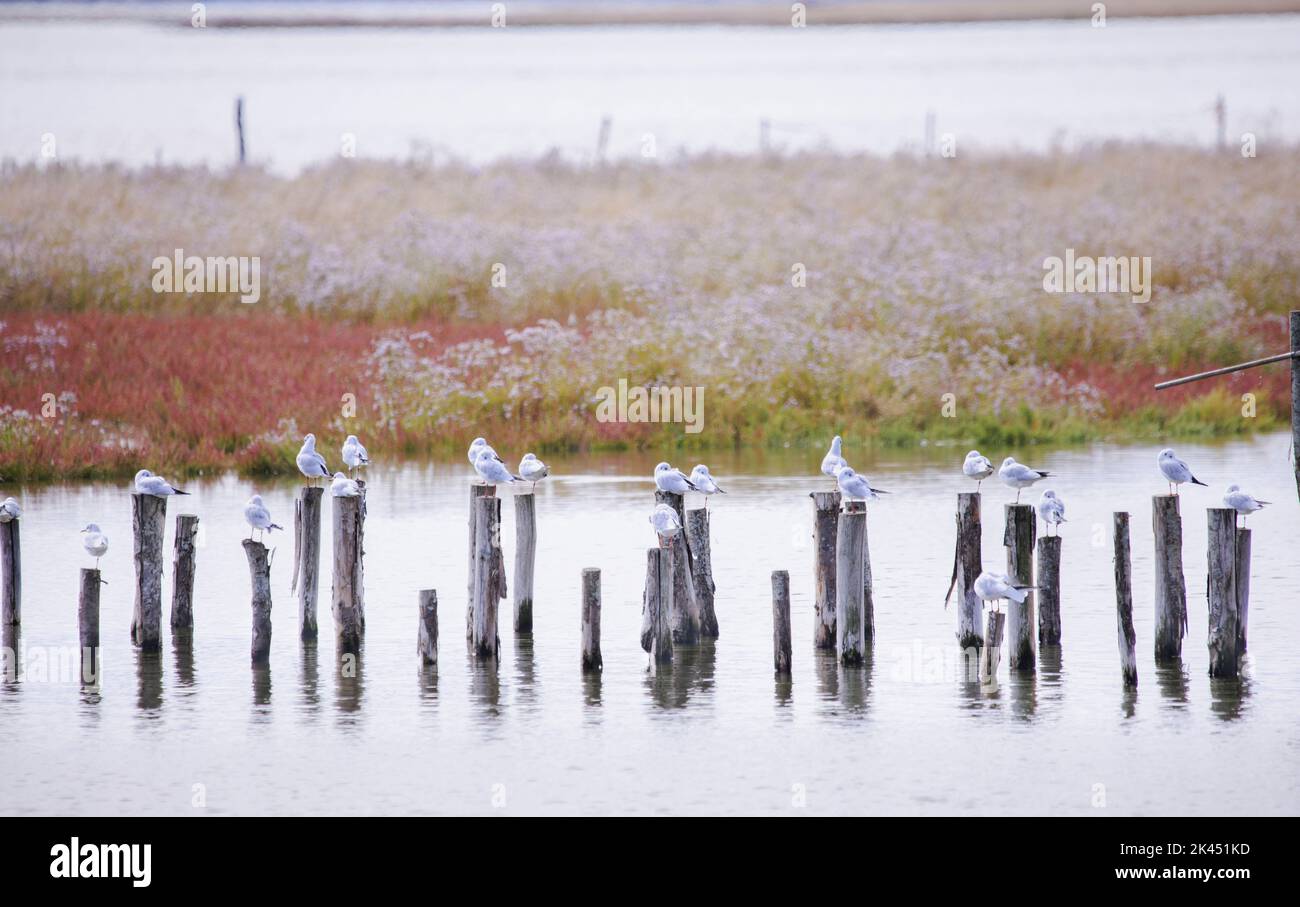 Gaviotas sobre pilotes en la Laguna de Venecia -localidad de Taglio del Sile Foto de stock