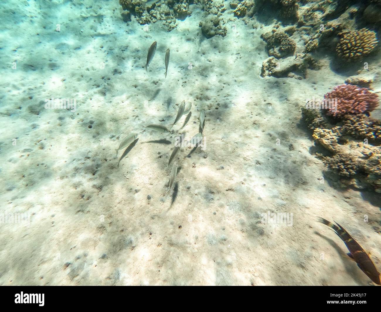 Chorizo de sargos o dorada blanca conocido como el pez diplodus Sargus bajo el agua en el arrecife de coral. Vida submarina de arrecife con corales y peces tropicales Foto de stock