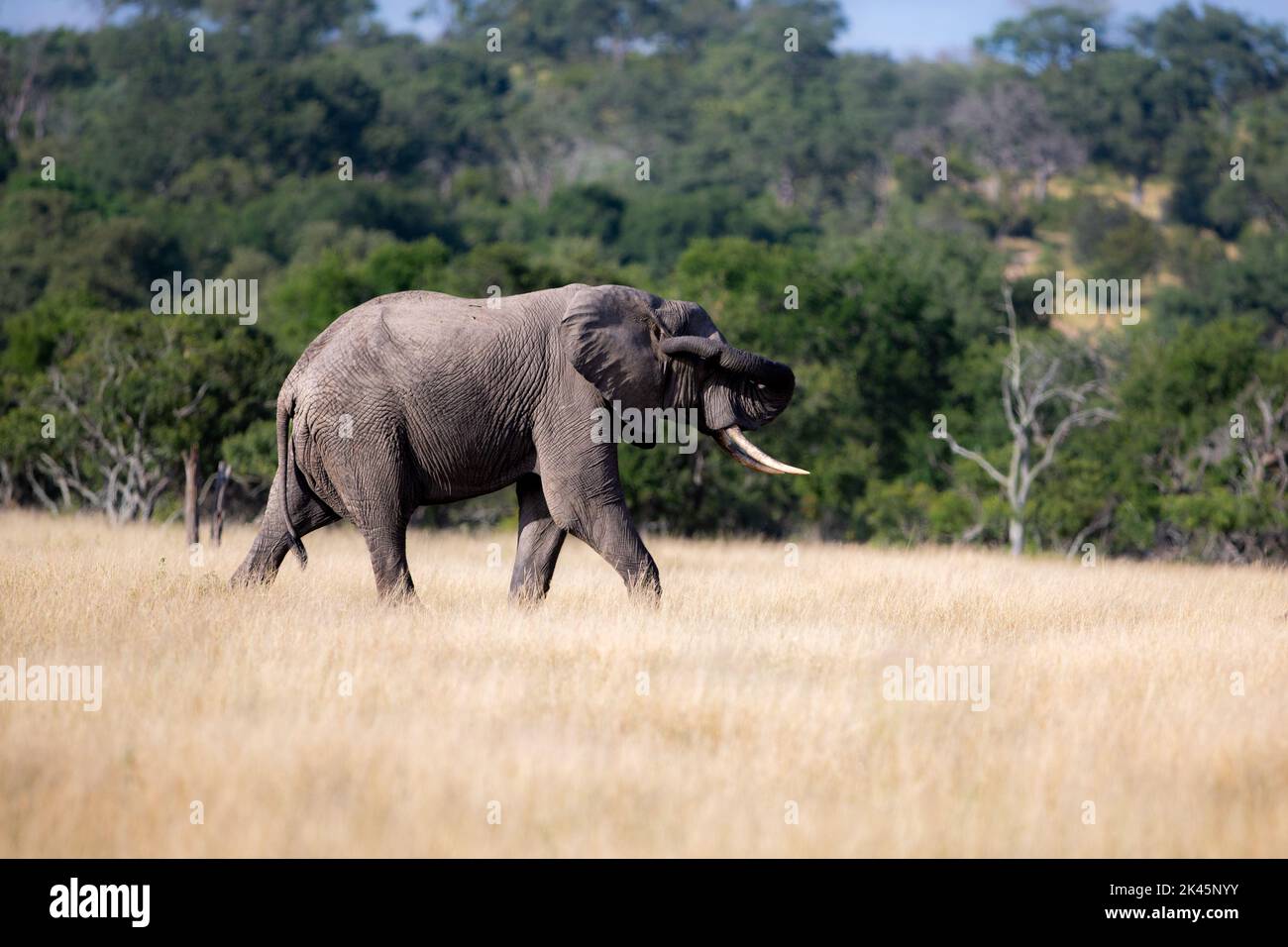 Un elefante, Loxodonta africana, camina a través de hierba larga mientras toca su oreja con su tronco Foto de stock