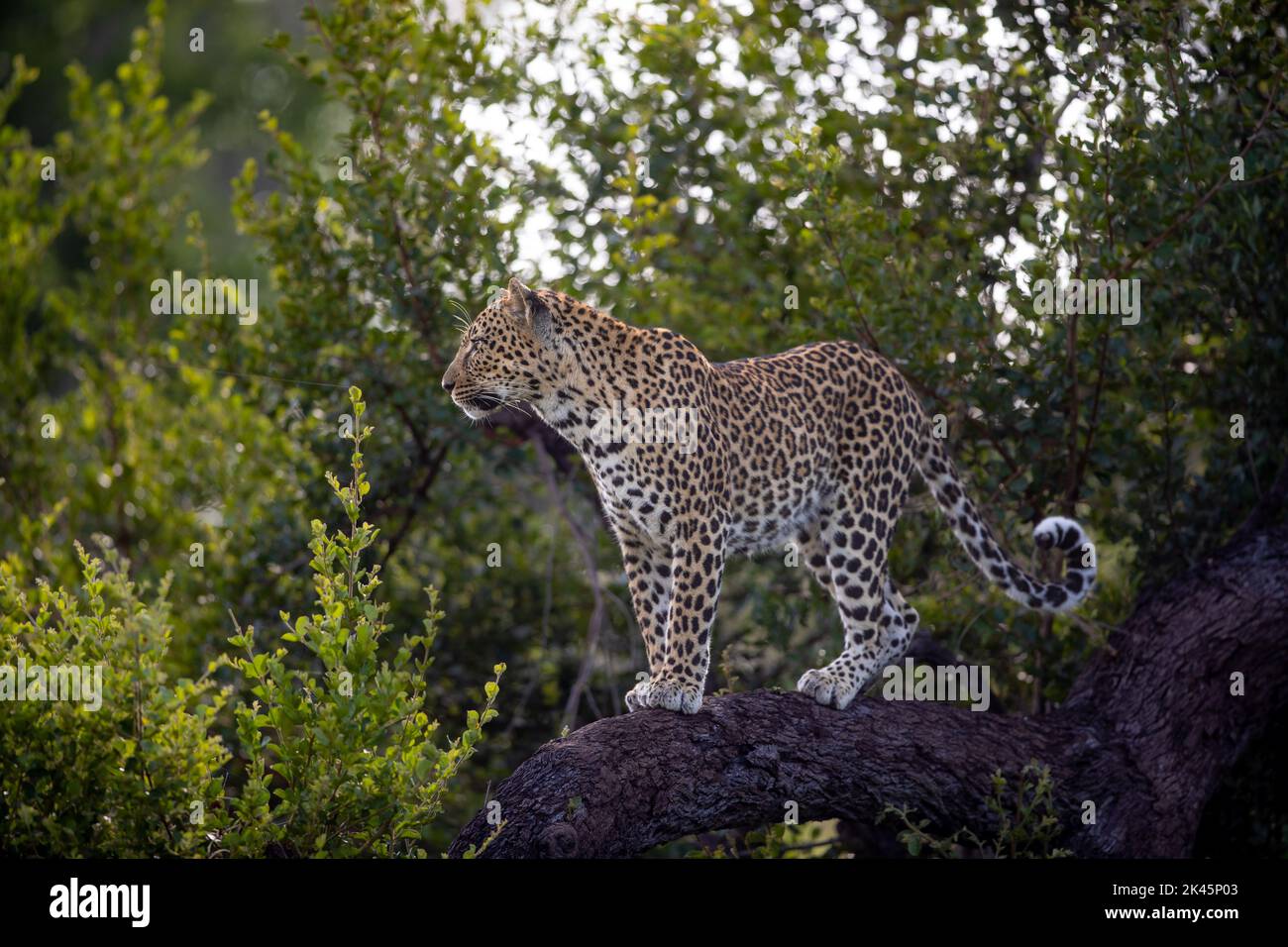 Un leopardo, Panthera pardus, de pie sobre una rama y mira a la distancia Foto de stock