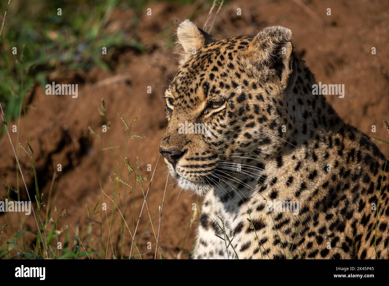 Un primer plano de un leopardo, Panthera pardus, mirando en la distancia Foto de stock